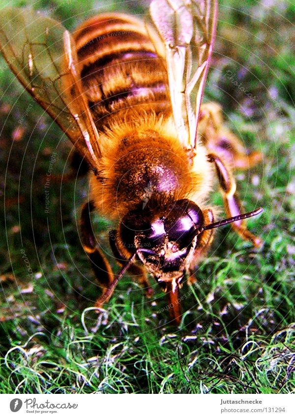 Maja auf Irrwegen Biene Insekt Honig Sammlung Imker Bienenstock stechen durstig heiß Sommer grün klein Angst Panik rechnen Brummen Willi plüschig pelzig Flügel