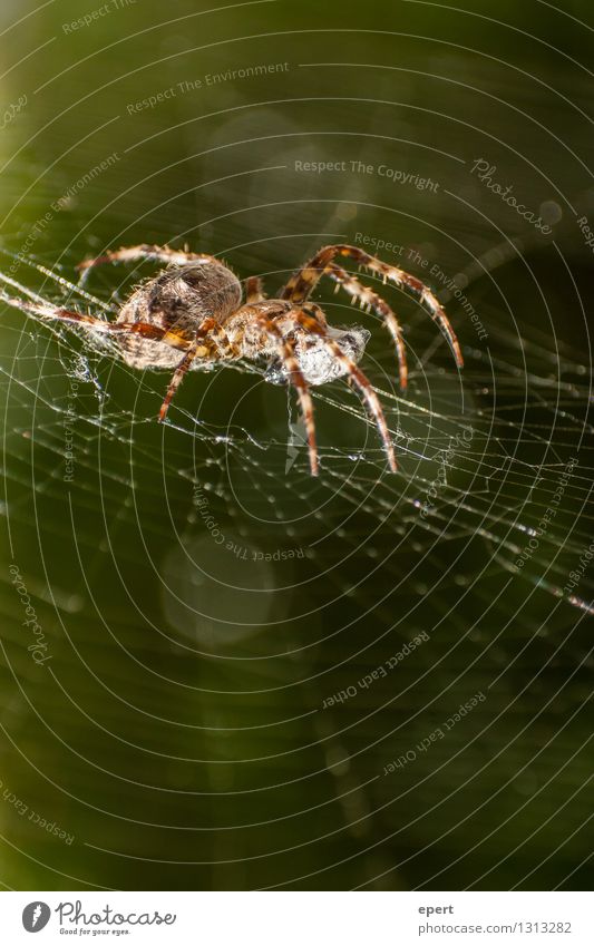 Administrator Tier Spinne 1 Spinnennetz Netz beobachten hocken krabbeln warten Wachsamkeit Zufriedenheit Natur Farbfoto Außenaufnahme Nahaufnahme