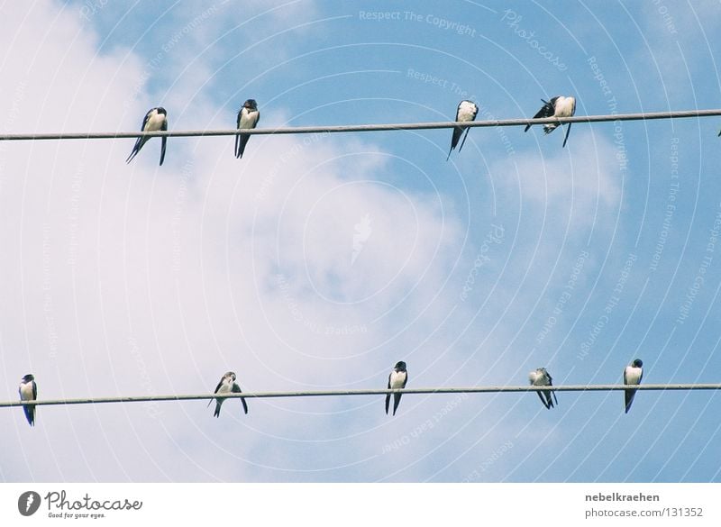 Elsterntreffen Vogel Hochspannungsleitung Wolken Pause Kommunizieren Verabredung Himmel Aussicht
