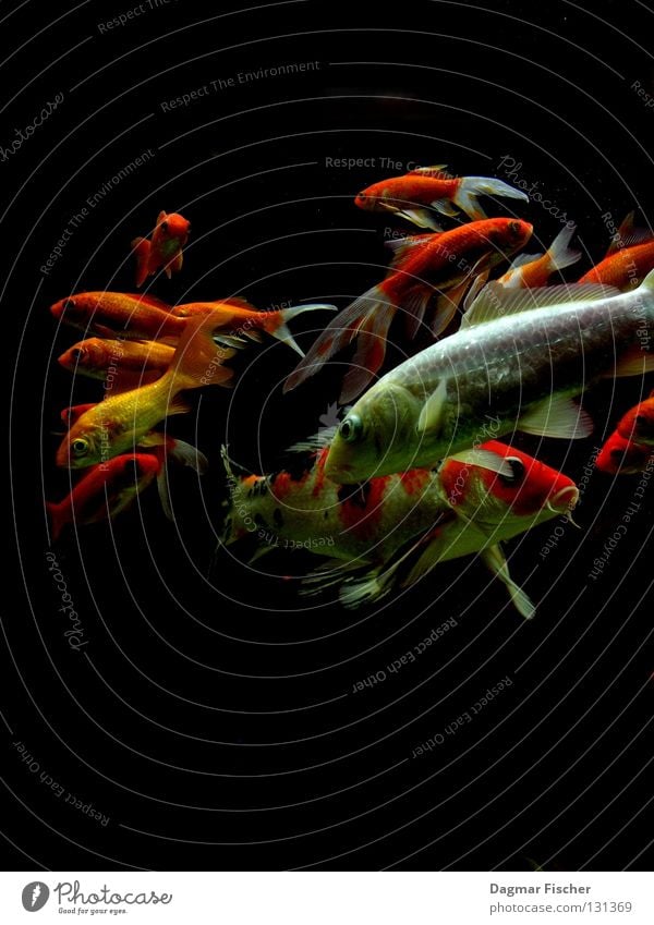 Mit Spinat und Kartoffeln Farbfoto Makroaufnahme Unterwasseraufnahme Textfreiraum oben Textfreiraum unten Hintergrund neutral Tierporträt Fisch Meeresfrüchte