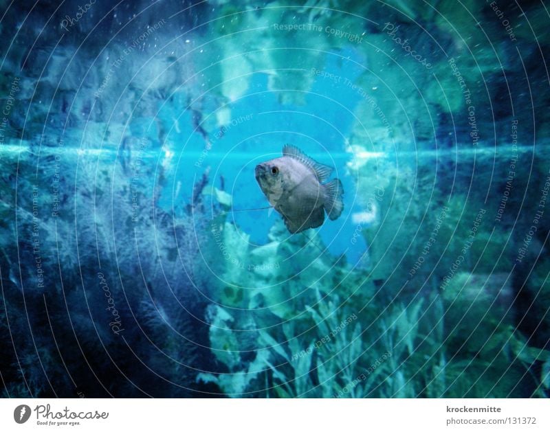 Me, The Fish & The Sea Aquarium Unterwasseraufnahme tauchen Wasseroberfläche Fisch blau Pflanze Einsamkeit Schwimmhilfe Schwimmen & Baden