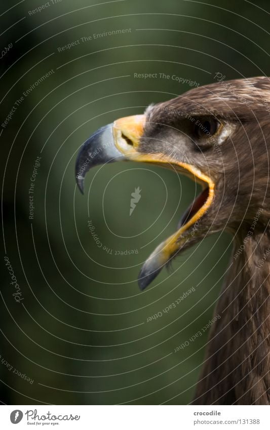 Langeweile Adler bewegungslos Schnabel Greifvogel braun Haken töten Tier schön gefiedert gefangen schreien aufmachen aufreißen Vogel Feder Blick Jagd fliegen