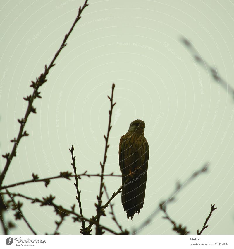 Falkenfrühling Umwelt Natur Pflanze Tier Baum Baumkrone Zweige u. Äste Vogel Turmfalke 1 hocken sitzen frei natürlich grau trüb Farbfoto Außenaufnahme