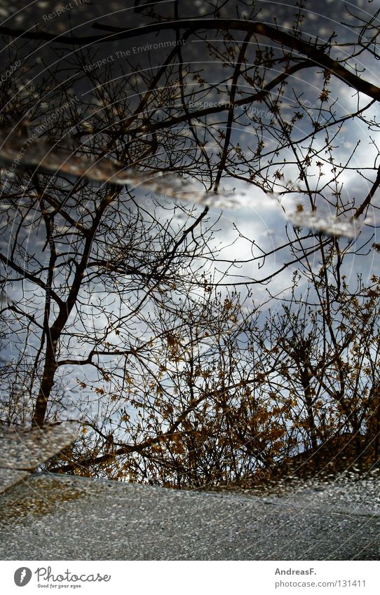 Pfützen fetzen Wasserspiegelung Hochwasser nass kalt Regen Spiegel Reflexion & Spiegelung Baum Wald Unwetter Bürgersteig Wasserschaden Gewitter wasserspiegel