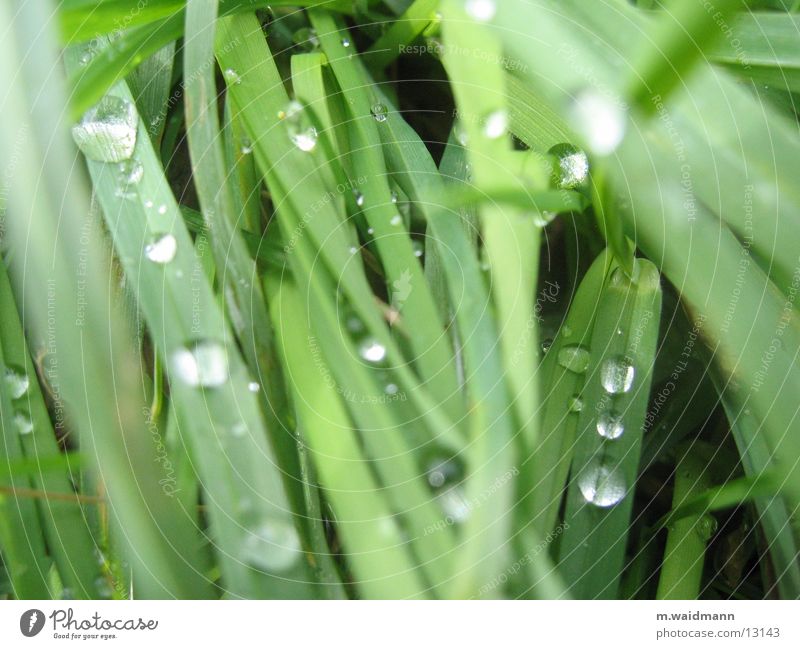 tropfen im gras Gras Halm grün Regen Wassertropfen
