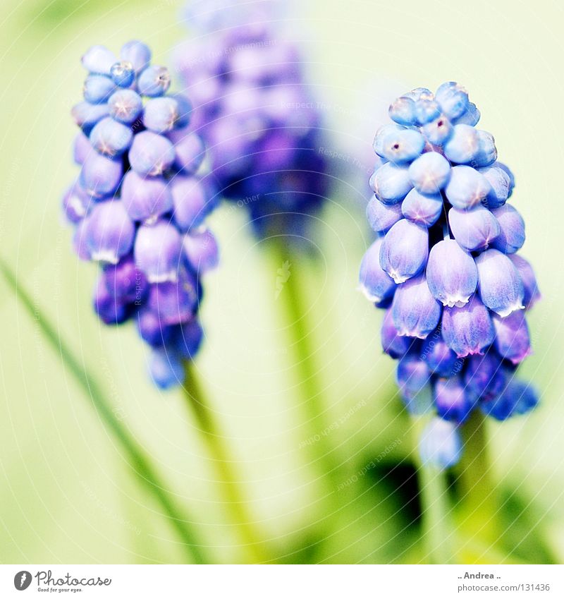 Frühlingsbote Sonne Pflanze Himmel Blume Blüte Blühend Duft leuchten Fröhlichkeit blau grün violett weiß Perspektive Traubenhyazinthe himmelblau Glocke