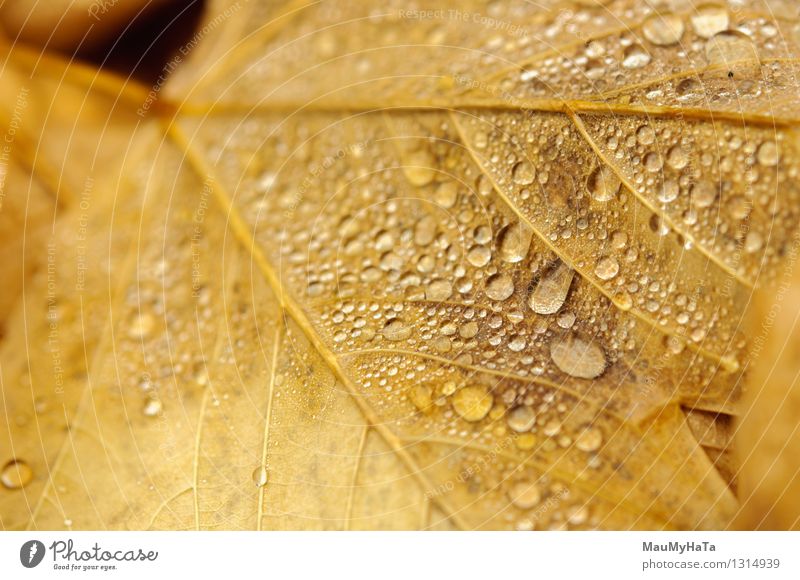 Wassertropfen Natur Pflanze Herbst Klimawandel schlechtes Wetter Nebel Regen Baum Garten Park Wald Euphorie Ehre selbstbewußt Coolness Tatkraft Farbfoto