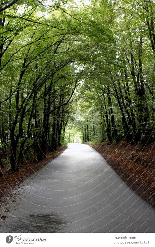 waldweg Baum Wald Licht Blatt Straße Wege & Pfade Sonne