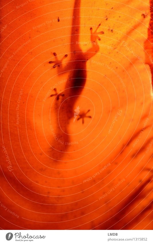 Gecko à l'orange Tier 1 Lampe Lampenschirm Stoff Echte Eidechsen Echsen Reptil Urwald Thailand Saugnapf Klettern kopfvoran verstecken Warmes Licht Warme Farbe