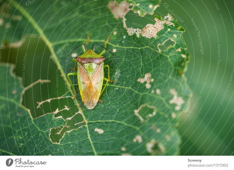 Mittagspause Natur Pflanze Tier Sommer Blatt Wald Wildtier Käfer 1 Essen klein grün gefräßig Vergänglichkeit Zerstörung zerfressen Farbfoto Außenaufnahme