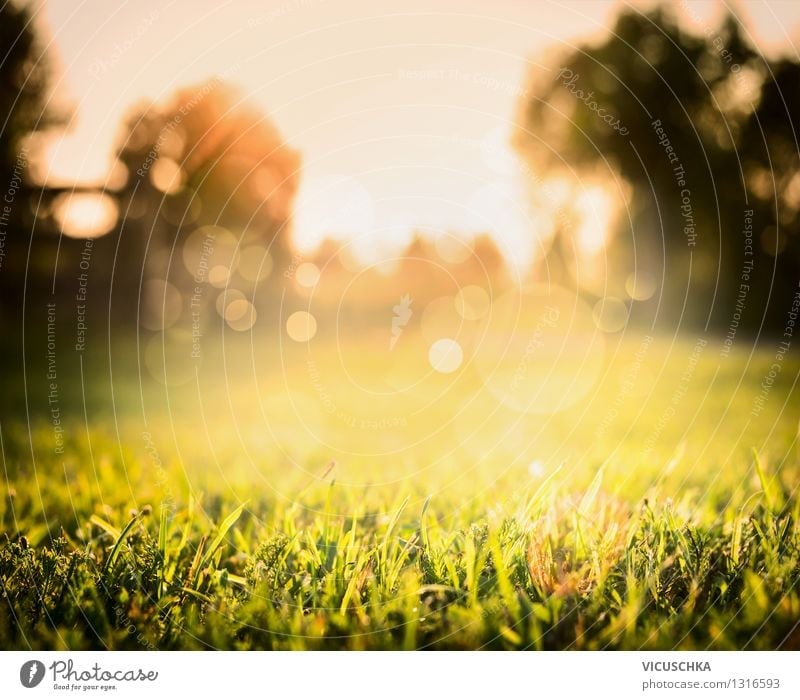 Schöner Rasen und Sonnenuntergang auf Natur Hintergrund Design Sommer Garten Landschaft Pflanze Sonnenaufgang Sonnenlicht Herbst Schönes Wetter Baum Gras Park