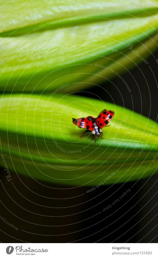 abflug Marienkäfer rot schwarz getupft gepunktet fliegen Flügel grün Pflanze klein Insekt Frühling Käfer flliegen Blütenknospen