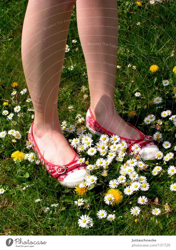 Teppich made by nature Schuhe rot grün Gänseblümchen Löwenzahn Wiese schön Schönes Wetter Blume Blumenteppich Flowerpower Hippie stehen gehen Wade fest Freude
