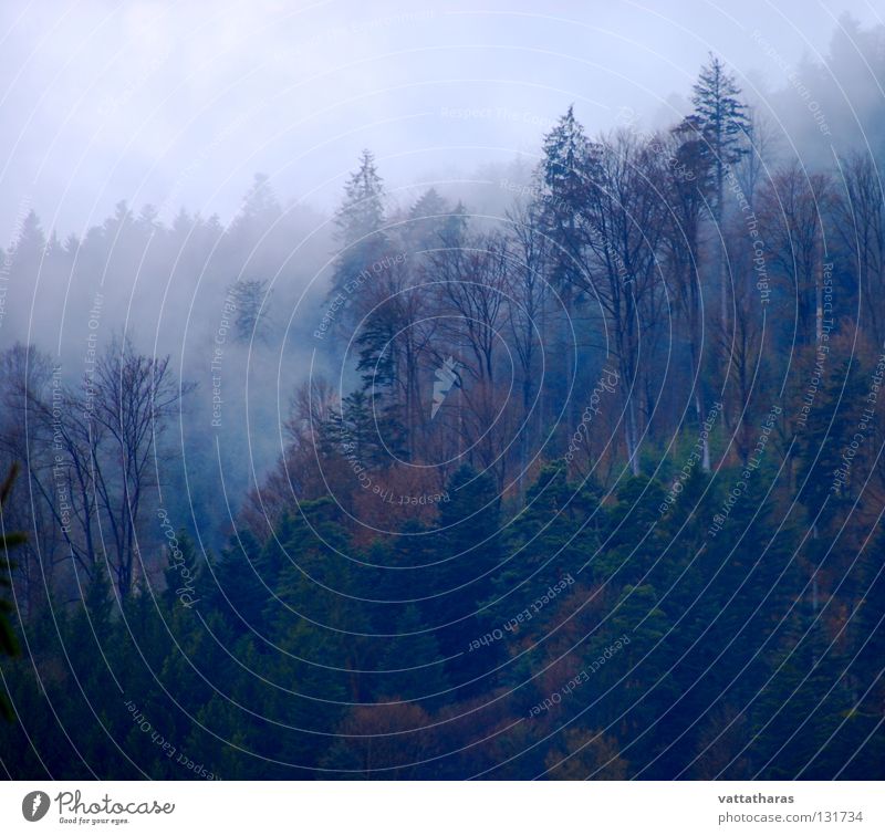 Nebel des Grauens... Part 2 7°clock Morning In The Blackforest Fog Flowing Through Trees
