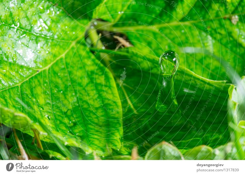 Wassertropfen in der Natur Umwelt Pflanze Regen Blatt Tropfen frisch hell nass Sauberkeit blau grün Reinheit Farbe Hintergrund übersichtlich Regentropfen