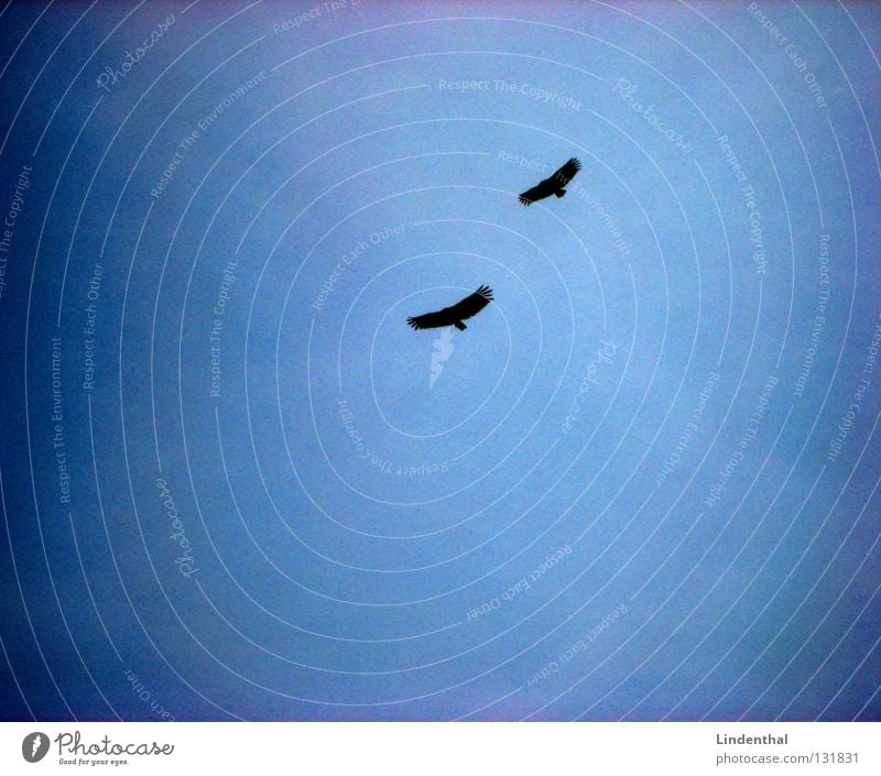 SEEADLER Adler Vogel Greifvogel 2 paarweise Tierpaar fliegend Vogelflug Luft Freisteller Silhouette Vor hellem Hintergrund Textfreiraum links