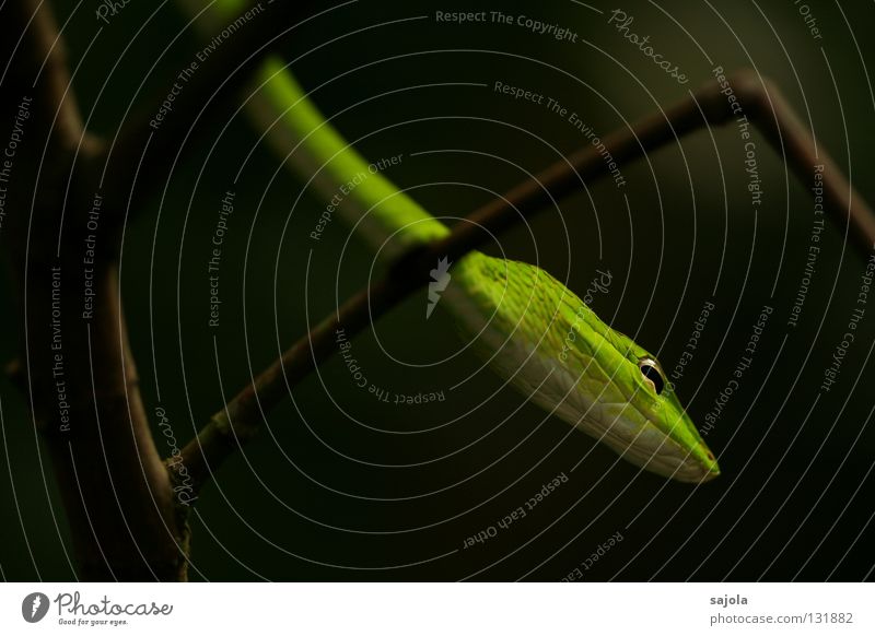 schlängeln Tier Baum Schlange dünn grün biegen Natter Auge Kopf Reptil Gift Rückzug Botanischer Garten Singapore Asien Schlitz peitschennatter Scheune Farbfoto