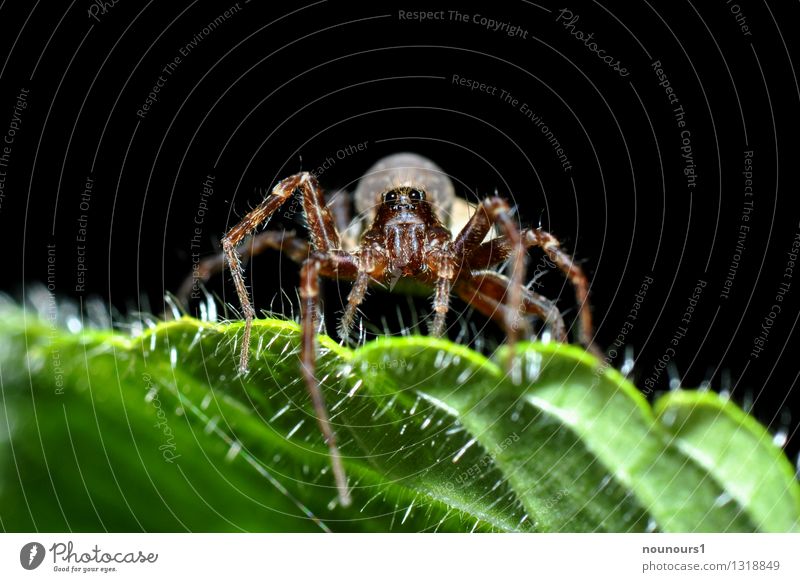 Spinnenmakro Tier Blatt 1 gruselig spinnenphobie beobachten achtbeinig nahaufnahme Spinnennetz Spinnenbeine araneae behaart beute Farbfoto Außenaufnahme
