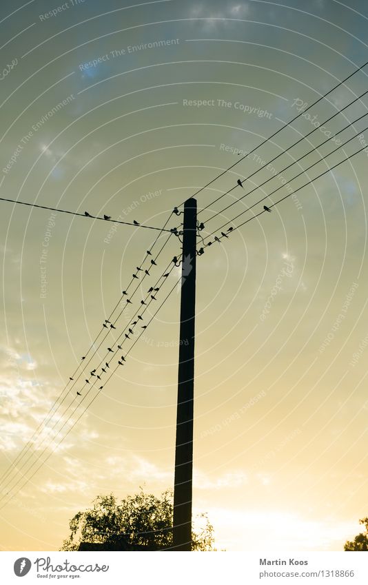 Netzgemeinde, guten Morgen! Telekommunikation Strommast Telefonmast Luft Himmel Sonne Sonnenaufgang Sonnenuntergang Vogel Schwarm Erholung hängen Kommunizieren