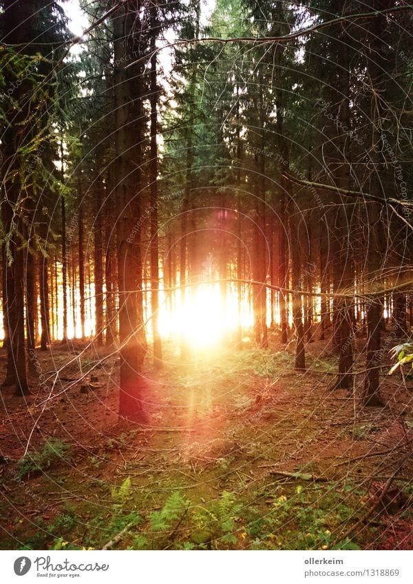 brennender Wald-See Ausflug Sonne Umwelt Natur Pflanze Urelemente Erde Feuer Wasser Sonnenaufgang Sonnenuntergang Sonnenlicht Wetter Schönes Wetter Baum Moos