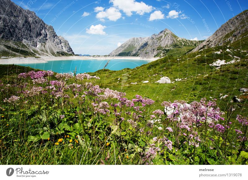 Heimat II Ferien & Urlaub & Reisen Tourismus Berge u. Gebirge wandern Natur Landschaft Erde Wasser Himmel Wolken Sommer Blume Gras Wildpflanze Bergwiese