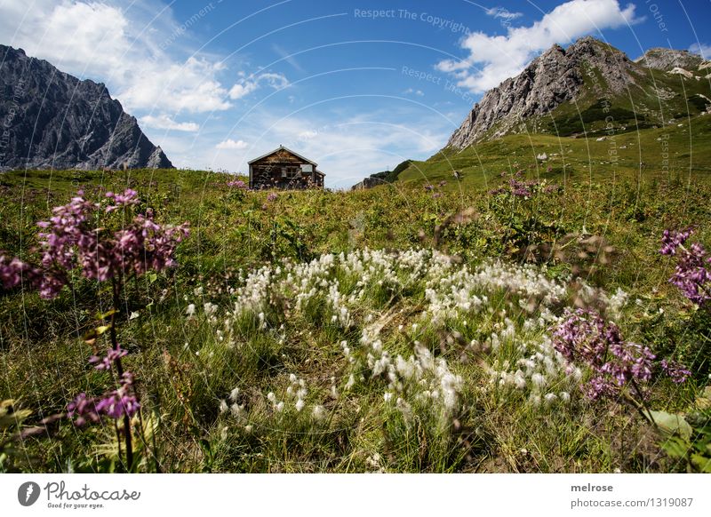Heimat I Tourismus Berge u. Gebirge wandern Natur Landschaft Himmel Wolken Sommer Schönes Wetter Blume Gras Wildpflanze Bergwiese Blumenwiese Felsen Lünersee