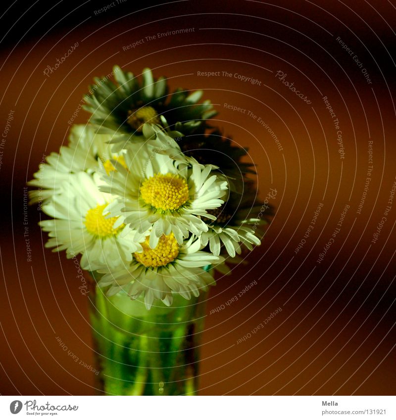 Licht und Schatten Blume Gänseblümchen Blumenstrauß Freude Souvenir weiß gelb Muttertag Vase Frühling sprießen Wachstum gepflückt Pflanze ökologisch Umwelt