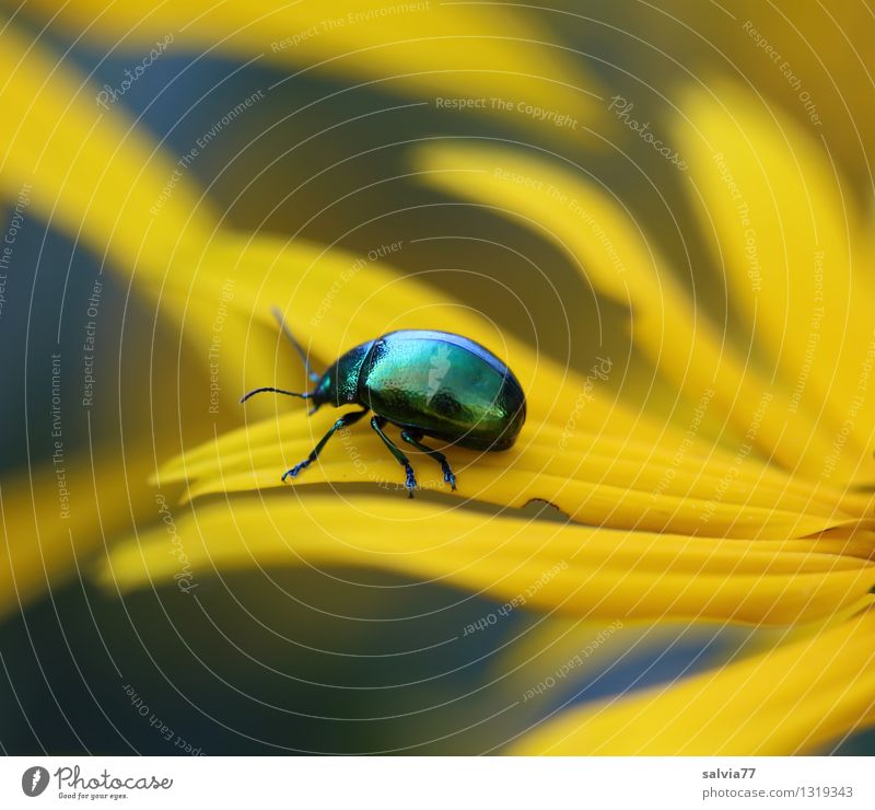 Käfer auf Abwegen Alternativmedizin Leben Wohlgefühl Zufriedenheit Sinnesorgane Erholung ruhig Natur Pflanze Tier Sommer Blüte Insekt 1 Blühend Duft krabbeln