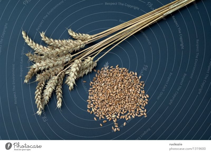 Weizenaehren Getreide Medikament Natur Pflanze Feld frei braun schwarz Weizenähre Weizenkörner Triticum aestivum Getreidekoerner Getreidekorn Getreidesorte