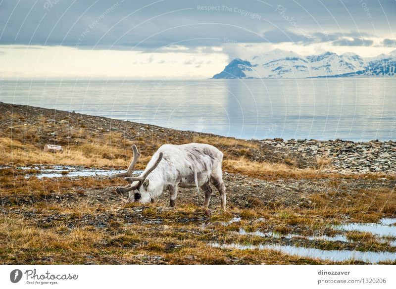 Rückkehr in der Arktis Essen Sommer Meer Schnee Berge u. Gebirge Mann Erwachsene Natur Landschaft Tier Gras Wald Pelzmantel nass natürlich wild braun weiß