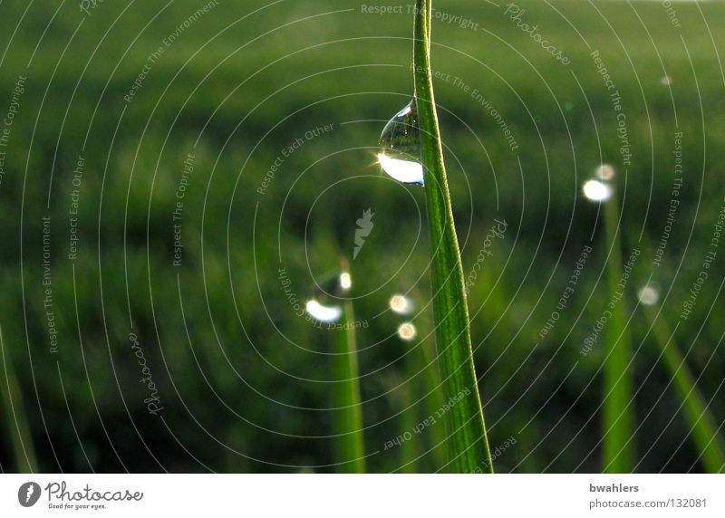 Morgentau Wassertropfen Gras Halm Wiese grün nass Reflexion & Spiegelung Tau