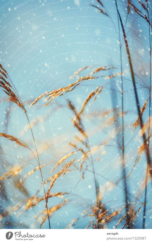 Gräser Schnee Unschärfe Blume Samen ornamental Sonne Sonnenstrahlen Halm Jahreszeiten Schneeflocke Licht Blatt Schneefall Gras Natur Romantik Kräuter & Gewürze