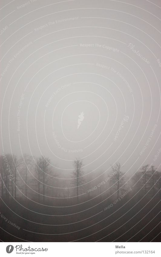 a forest Wald Nebel trüb dunkel trist mystisch schlechtes Wetter Waldsterben grau Stimmung unheimlich gruselig Spuk Baum Angst Panik dunstig Lücken geistern