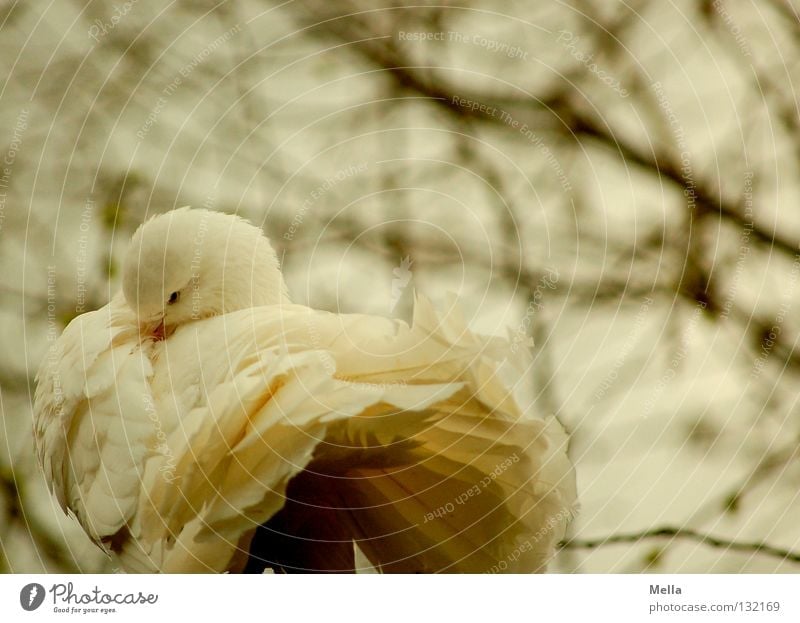 weiße Taube Umwelt Natur Baum Tier Vogel 1 Tierpaar Reinigen Romantik Frieden Farbfoto Außenaufnahme Tag