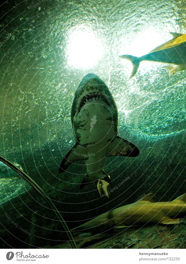 Predator Aquarium Singapore Fisch Shark blood water underwater predator carnivore fish