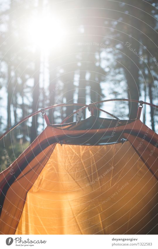 Zelt im Wald am Sonnenlicht schön Erholung Freizeit & Hobby Ferien & Urlaub & Reisen Tourismus Ausflug Abenteuer Camping Sommer Natur Landschaft Baum Gras Park