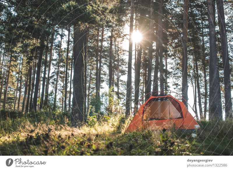 Zelt im Wald am Sonnenlicht schön Erholung Freizeit & Hobby Ferien & Urlaub & Reisen Tourismus Ausflug Abenteuer Camping Sommer wandern Natur Landschaft Baum