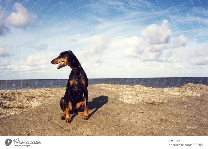 ALLES MEINS Dobermann Hund Strand Meer Wellen toben Körperhaltung Angeben Säugetier Küste Sommer Doberfrau kein Kampfhund Schmusehund Dänemark Insel Hundestrand