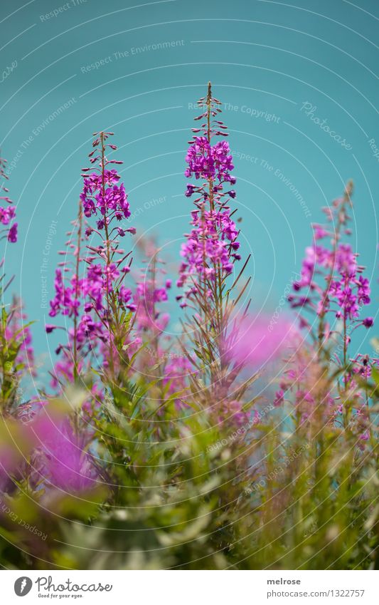 Innehalten elegant Stil Umwelt Natur Wasser Sommer Schönes Wetter Blume Gras Sträucher Blüte Wildpflanze Almblumen Seeufer Lünersee Brand Bundesland Vorarlberg