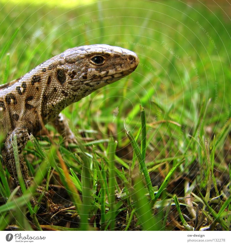 WAHNSINN SCHON IN UNSINN GARTEN III Echsen Echte Eidechsen Tier Reptil Verschmitzt Unschärfe Gras Halm grün Dinosaurier Leder Muster mehrfarbig Makroaufnahme