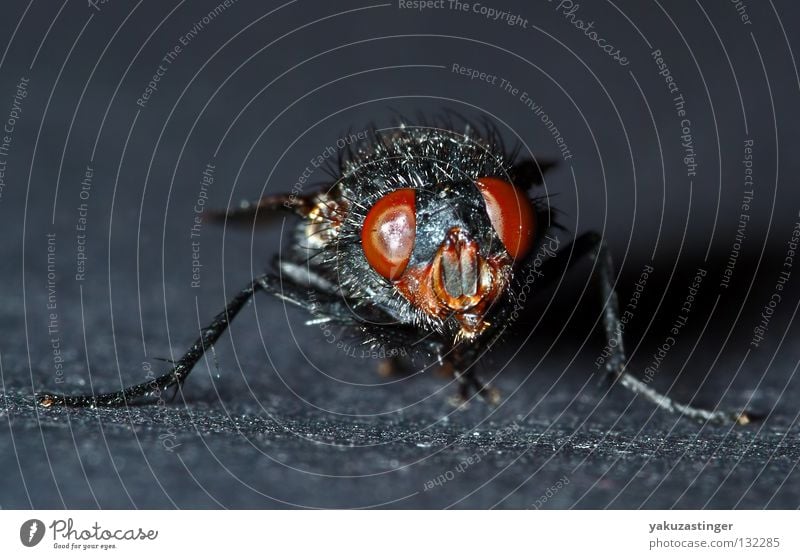 die Freak Show Makroaufnahme Nahaufnahme Parasit Insekt schwarz Facettenauge Bakterien Fühler Fluggerät Fliege Fly
