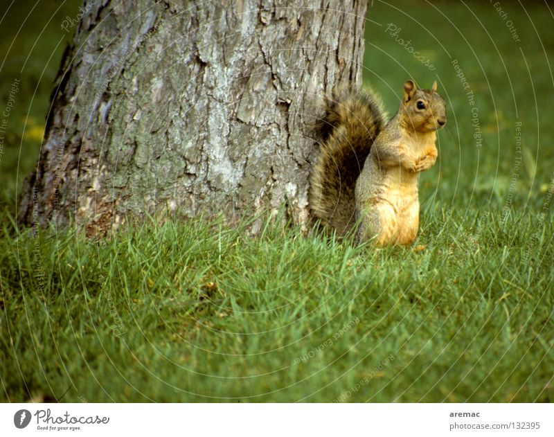 Ene mene Eckstein ... Eichhörnchen Tier Säugetier Gras Baum niedlich grün Park Garten verstecken Fuchshörnchen Natur stehen