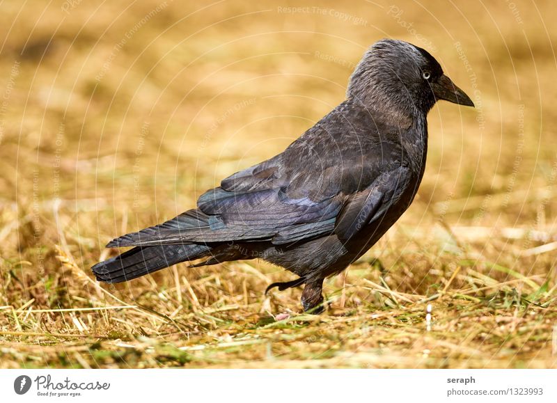 Dohle Jackdaw Bird Raven birds Crow To feed Meadow Lawn Grass Nature Animal Ground Blade of grass Hay Straw Foraging Animal portrait Macro (Extreme close-up)