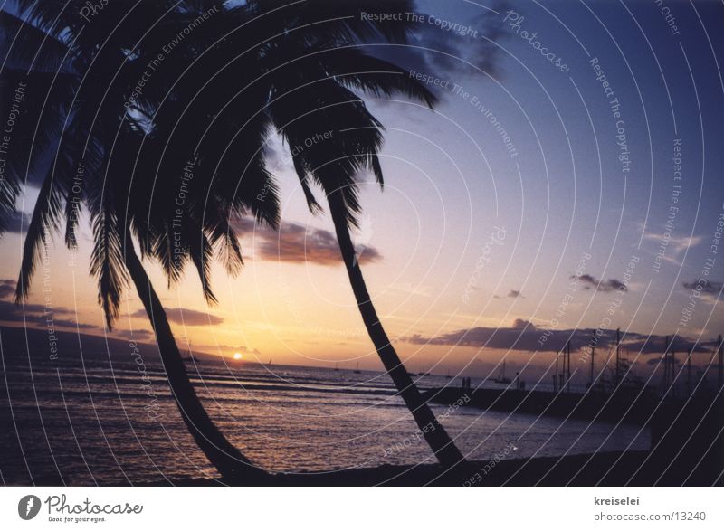 einfach schön Sonnenuntergang Palme Ferien & Urlaub & Reisen Meer Strand Hawaii Himmel typisch Klischee Abenddämmerung Abendsonne Silhouette Palmenstrand