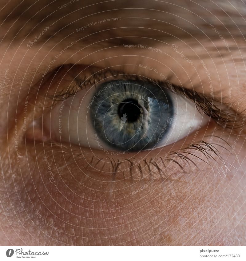 blauäugig Pupille Augenbraue aufwachen Wachsamkeit Wächter Konzentration Makroaufnahme Nahaufnahme Kommunizieren Blick Sinnesorgane eye watch sin Mensch Typ