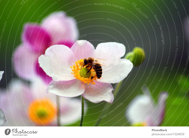 Bienchen und Blümchen Umwelt Natur Pflanze fleißig Biene Blume Leidenschaft Blüte Insekt Sommer Schönes Wetter Frühling Arbeit & Erwerbstätigkeit Pollen