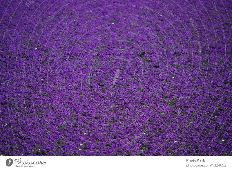 Olle Blumen Umwelt Natur Landschaft Pflanze Frühling Sommer Schönes Wetter Feld ästhetisch Duft authentisch frisch Wärme wild violett Reue Blumenwiese Erholung
