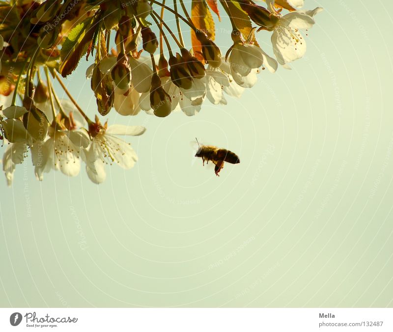 Summ, summ, summ ... Umwelt Natur Frühling Pflanze Blüte Kirschblüten Tier Nutztier Biene 1 Blühend fliegen natürlich fleißig nützlich Farbfoto Außenaufnahme