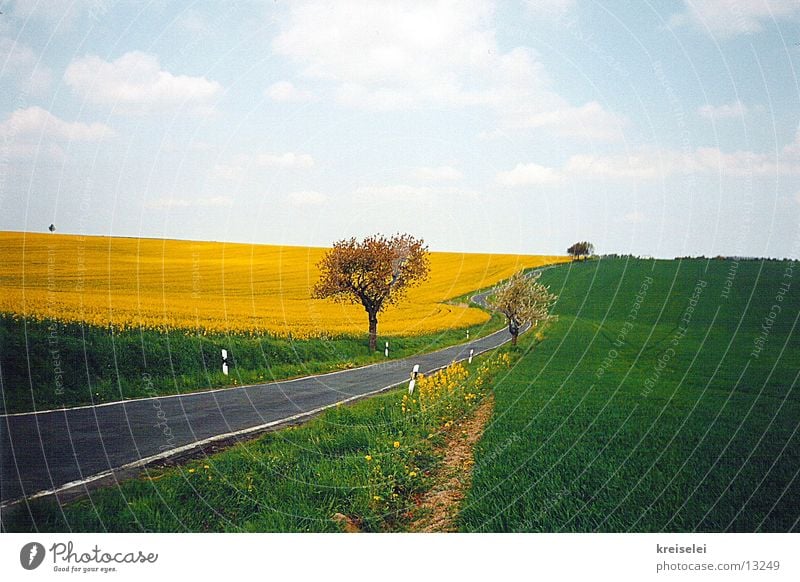 so grün Feld Raps Rapsfeld ruhig Himmel Natur Straße