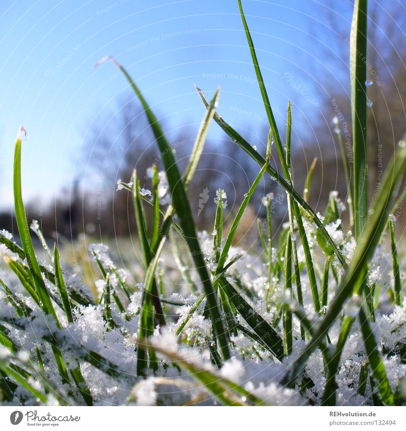 aprilwetter Gras Wiese Morgen Wegrand Spaziergang Winter Frühling tauen kalt nass frieren Baum grün Schnee Wege & Pfade Wassertropfen blau Himmel Rasen